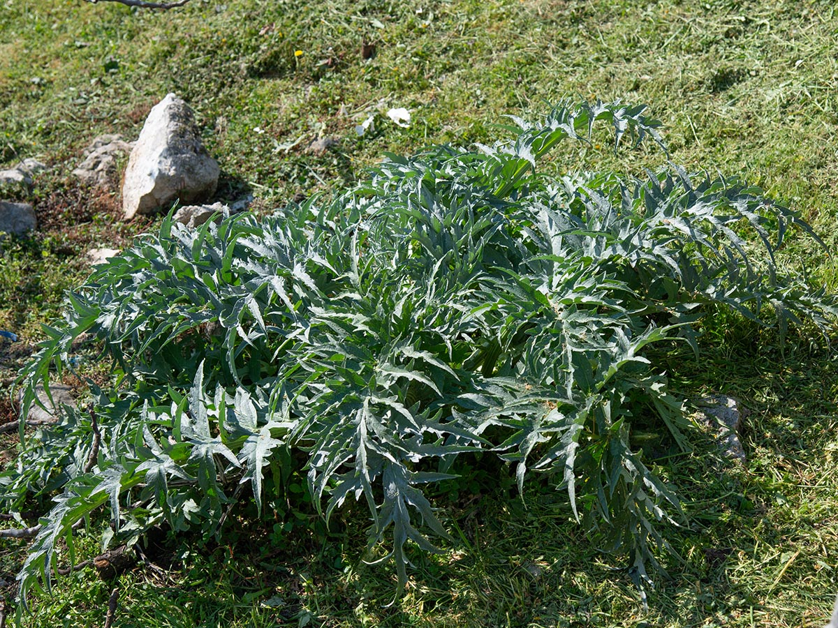 Habitus Blattrosette